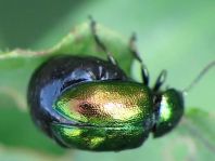 Grüner Sauerampferkäfer, Gastrophysa viridula