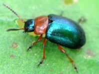 Gastrophysa polygoni