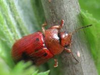 Gonioctena quinquepunctata