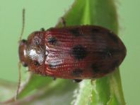 Gonioctena quinquepunctata