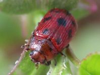 Gonioctena quinquepunctata