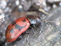 Gonioctena quinquepunctata