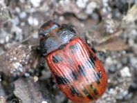 Gonioctena quinquepunctata