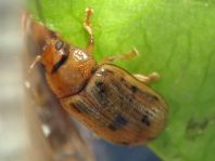 Gonioctena cf. quinquepunctata