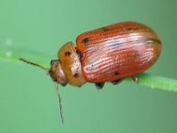 Gonioctena quinquepunctata
