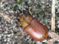 Gonioctena quinquepunctata
