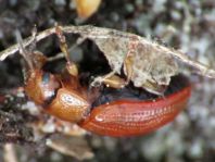 Gonioctena quinquepunctata