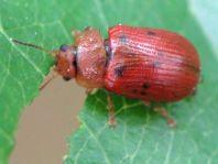 Gonioctena quinquepunctata