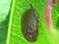 Gonioctena