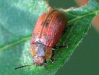 Gonioctena