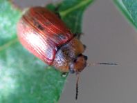 Gonioctena