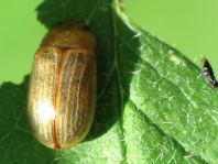 Gonioctena