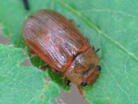 Gonioctena