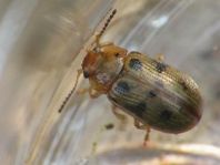 Gonioctena quinquepunctata