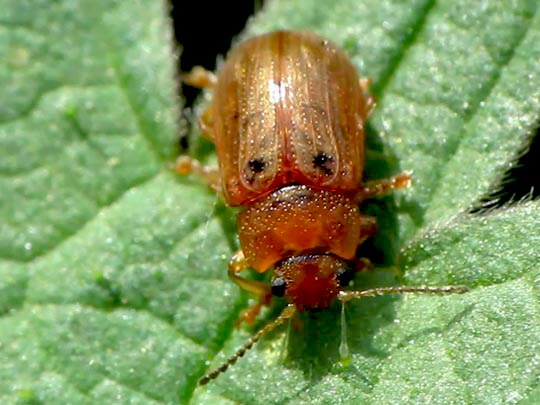 Gonioctena quinquepunctata