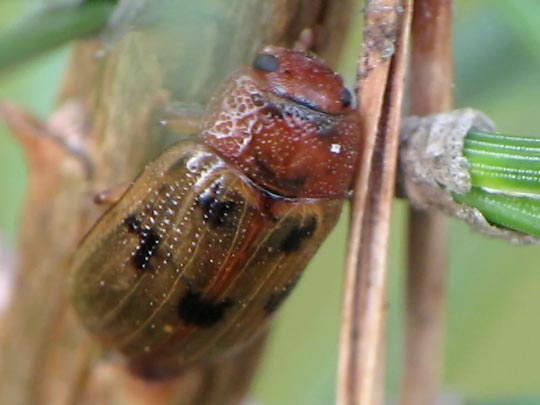 Gonioctena