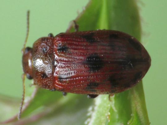 Gonioctena quinquepunctata