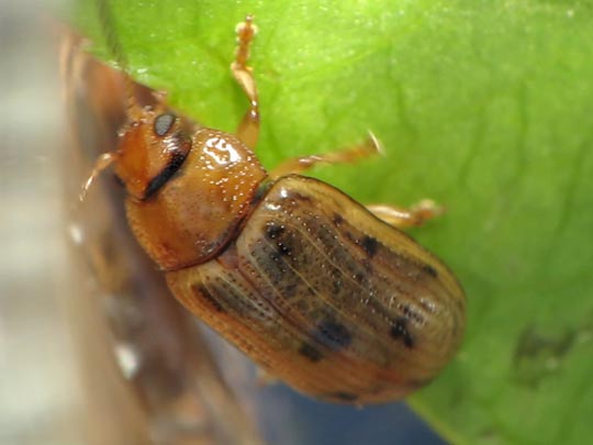Gonioctena cf. quinquepunctata