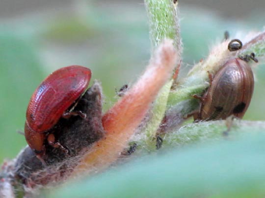Gonioctena