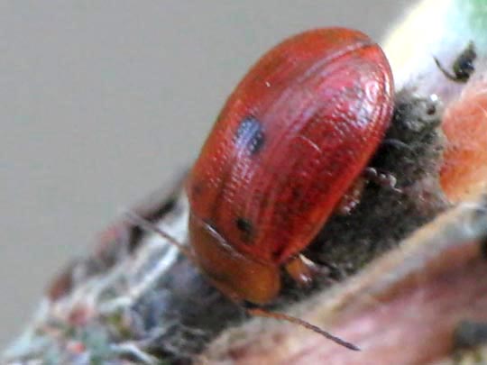 Gonioctena