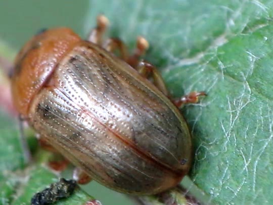 Gonioctena