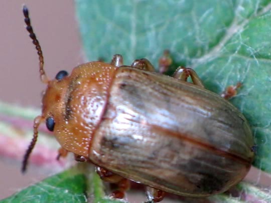 Gonioctena