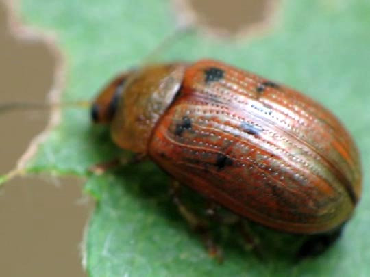 Gonioctena