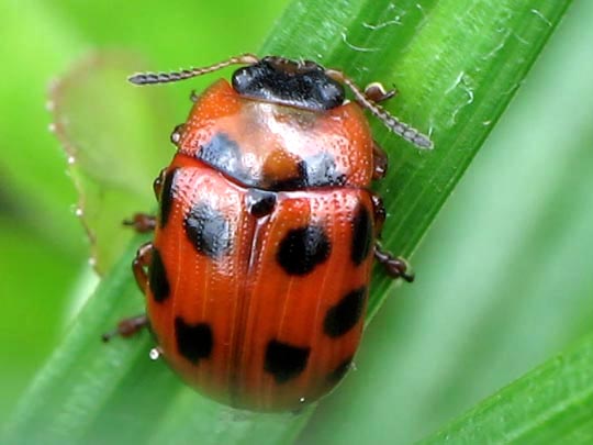 Gonioctena decemnotata