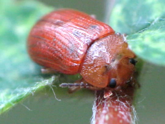 Gonioctena