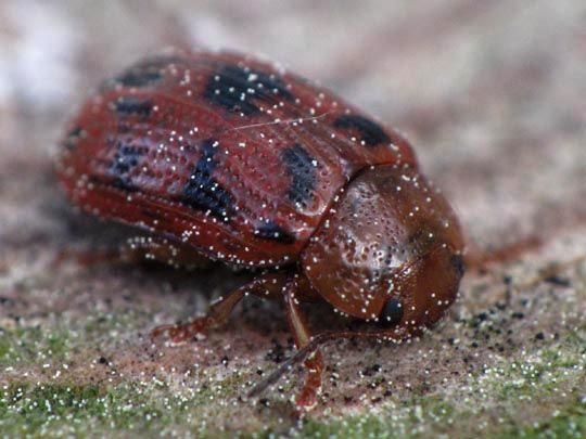 Gonioctena