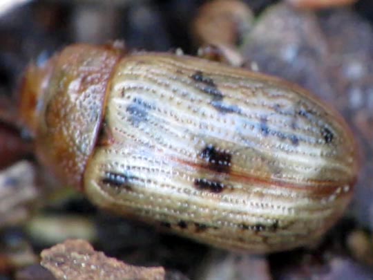 Gonioctena