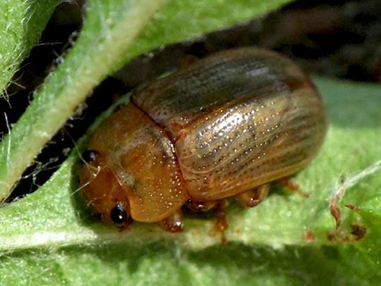 Gonioctena