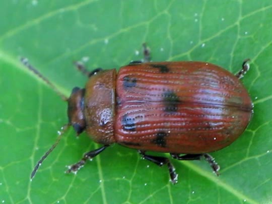 Gonioctena quinquepunctata