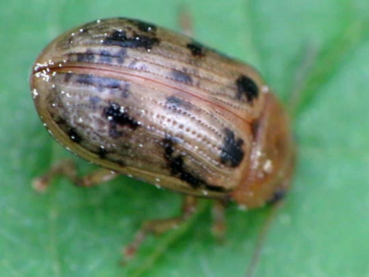 Gonioctena
