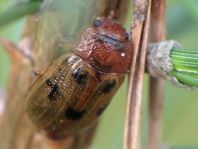 Gonioctena