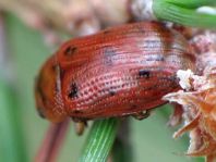 Gonioctena