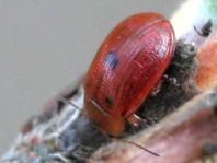 Gonioctena