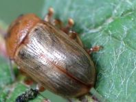 Gonioctena