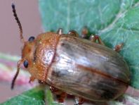 Gonioctena