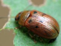 Gonioctena