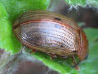 Gonioctena