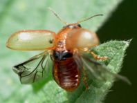 Gonioctena quinquepunctata