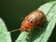 Gonioctena quinquepunctata
