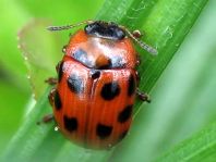 Gonioctena decemnotata