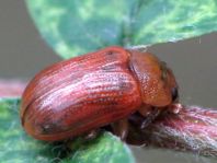 Gonioctena