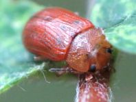 Gonioctena