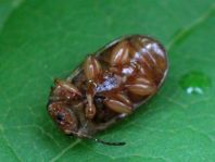 Gonioctena
