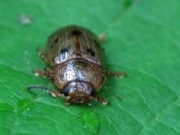 Gonioctena