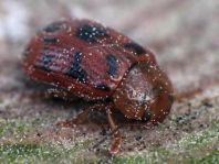 Gonioctena