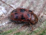 Gonioctena